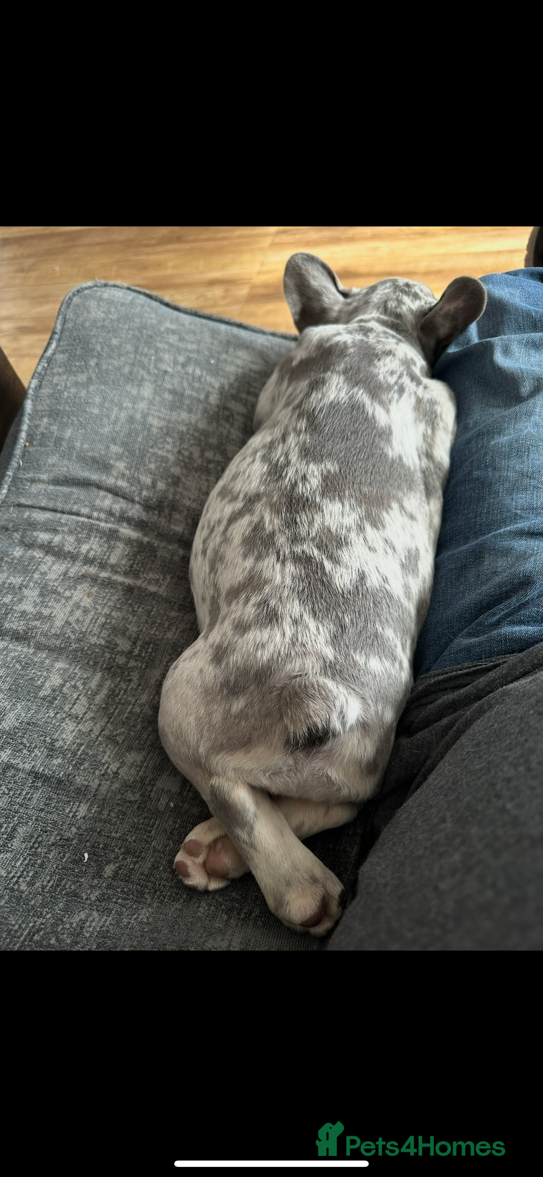 French Bulldog dogs for sale: French bulldog “fluffy” - Advert 22