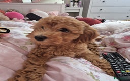 Cockapoo dogs for sale: 15 week old female Cockapoo - rehoming - Image 3