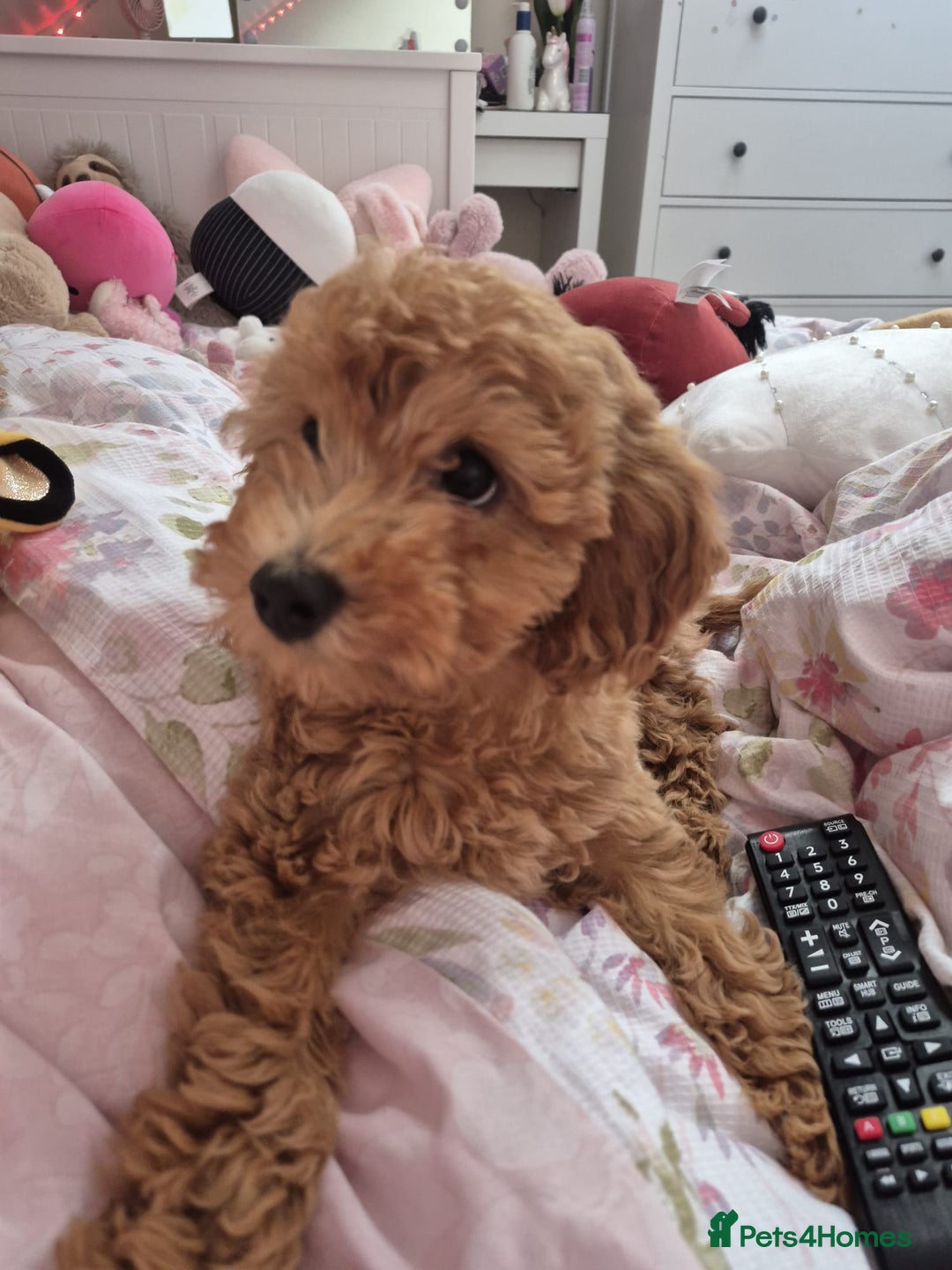 Cockapoo dogs for sale: 15 week old female Cockapoo - rehoming - Image 3
