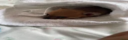 Chihuahua dogs for sale: Adorable Chihuahua Puppy “ Girl “ Fawn/White - Advert 5