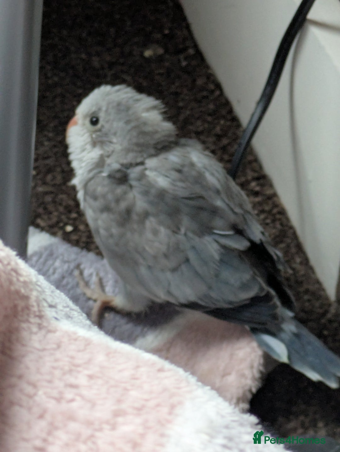 Parakeets birds for sale: Tamed hand reared baby Quaker parrots DNA tested  - Image 12