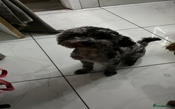 Cockapoo dogs for sale: Mother and daughter looking for new home  - Advert 7