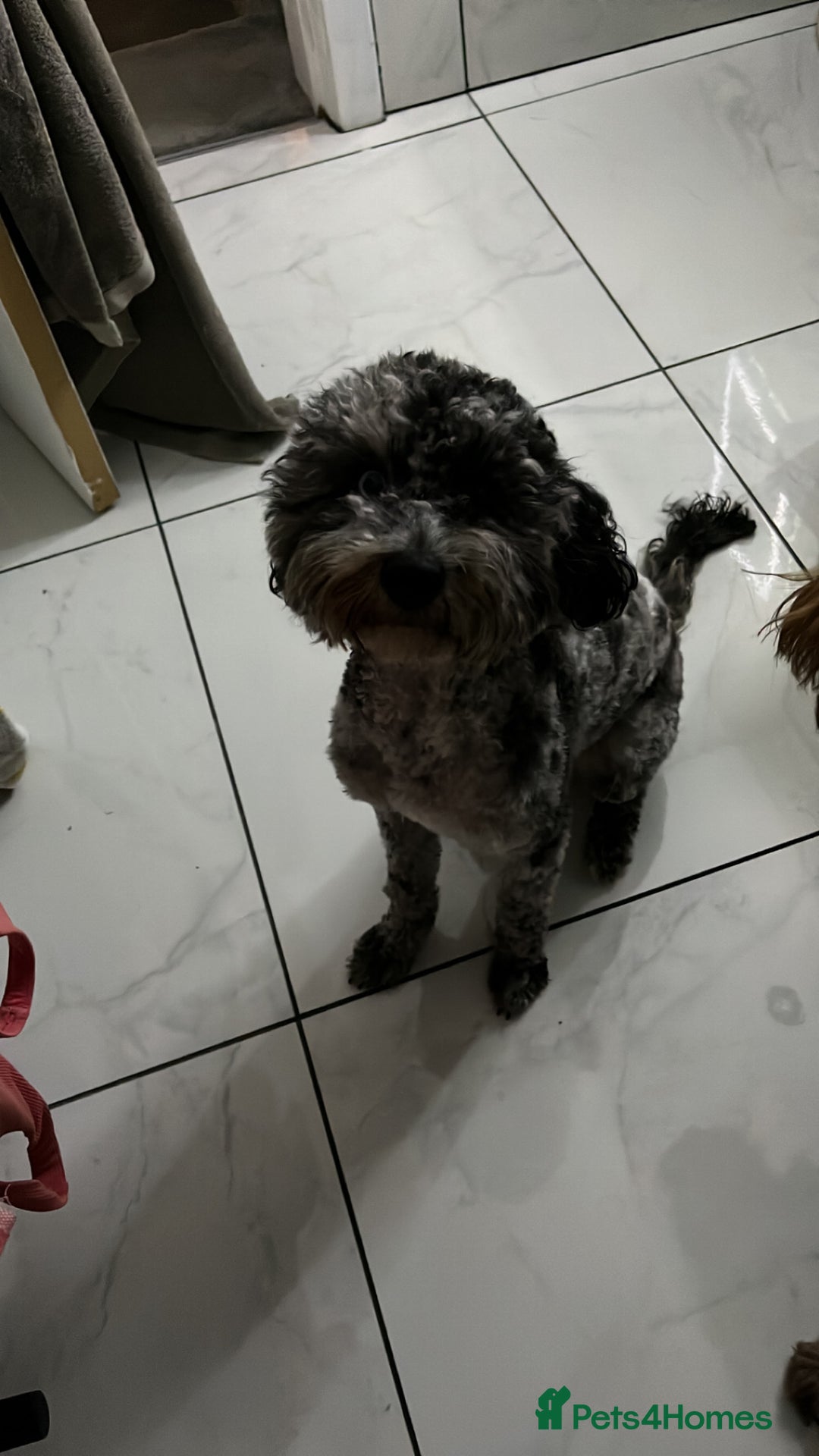 Cockapoo dogs for sale: Mother and daughter looking for new home  - Advert 7