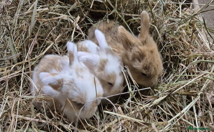 Mini Lop rabbits - Advert 11