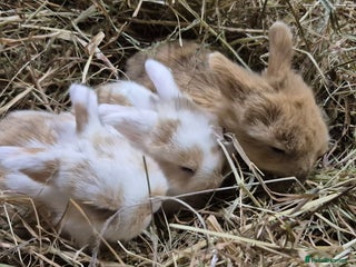 Mini Lop rabbits - Advert 14
