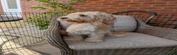 Cockapoo dogs for sale: Cockapoo puppies F1B  in Shrewsbury - Advert 13