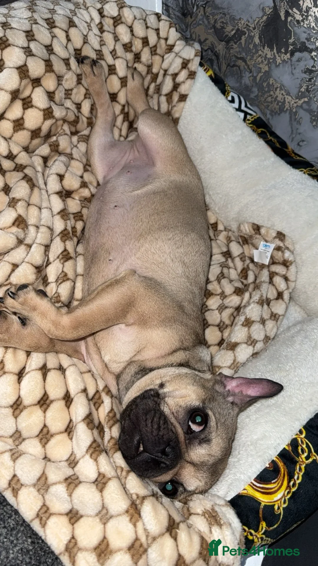French Bulldog dogs for sale: French bulldog  in Bacup - Advert 2