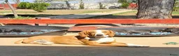 Mixed Breed dogs for adoption: Tio!! - Advert 2