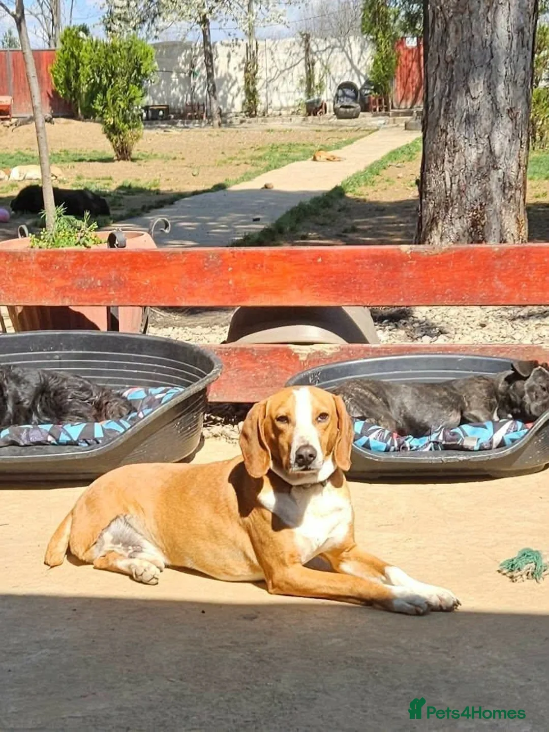 Mixed Breed dogs for adoption: Tio!! - Advert 2