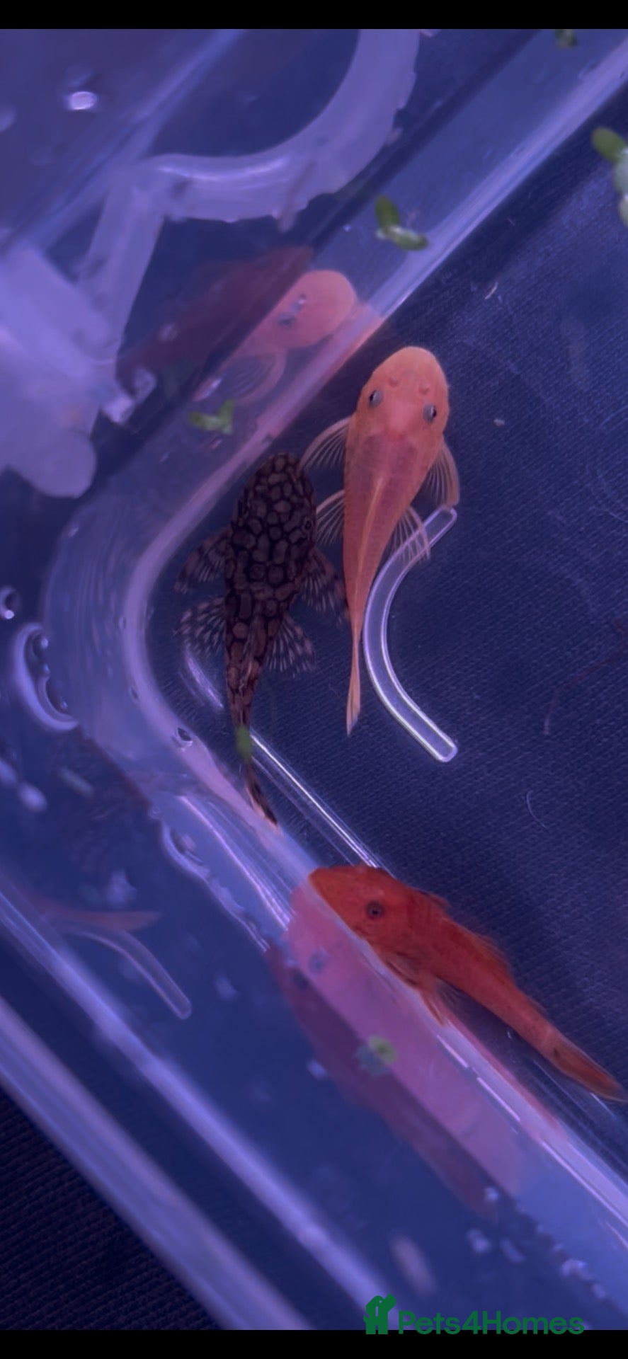 Plecos fish Super red & honeycomb bristlenose pleco - Advert 11