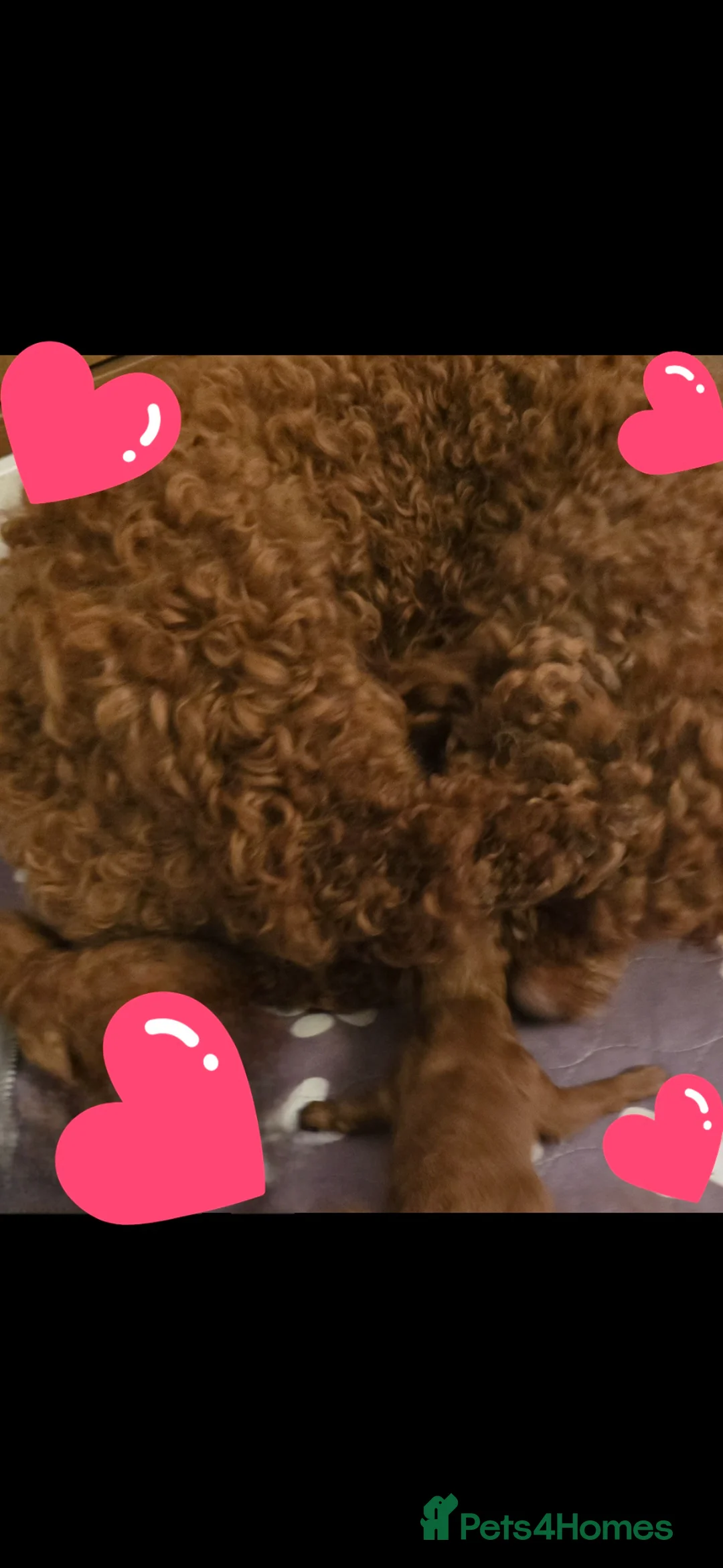 Toy Poodle dogs for sale: Beautiful red toy poodle boy in Nottingham - Advert 13