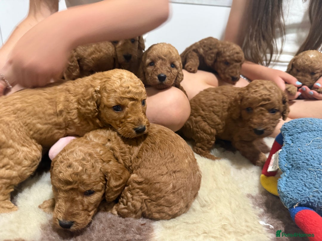 Labradoodle dogs for sale: Stunning miniature labradoodles  - Image 13