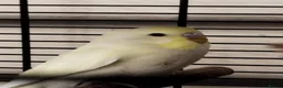 Budgerigars birds for sale: Beautiful budgies  in Gloucester - Advert 4
