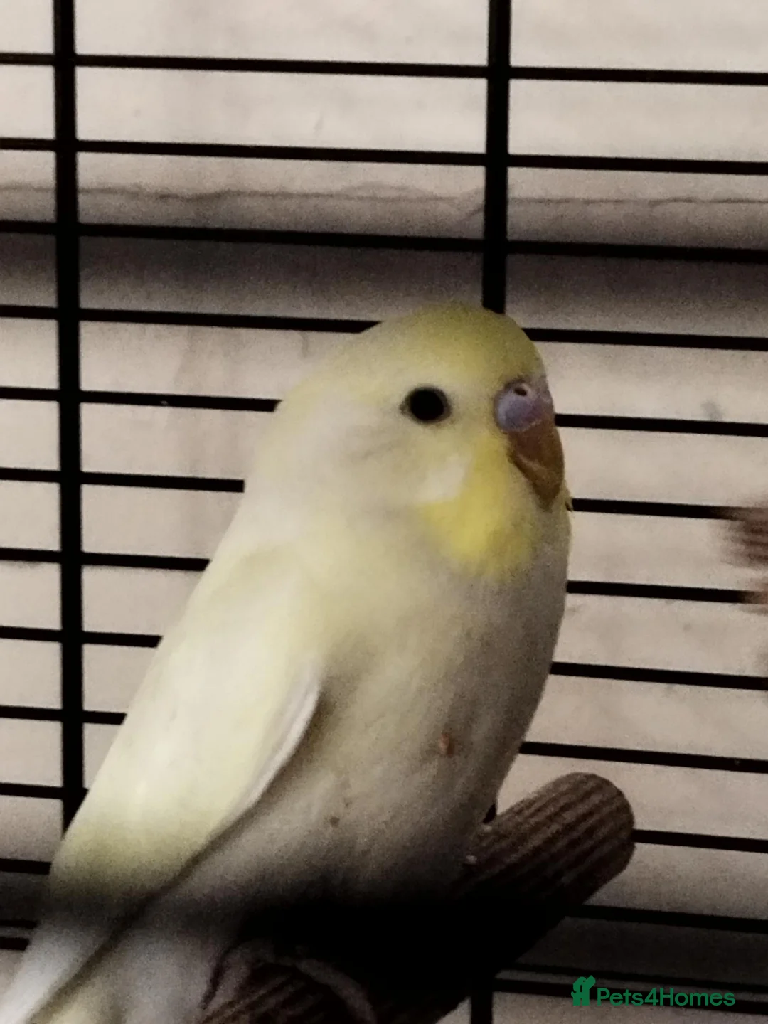 Budgerigars birds for sale: Beautiful budgies  in Gloucester - Advert 4