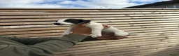 Lurcher dogs for sale: Bedlington whippet x suluki Bedlington whippet  - Advert 4
