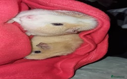 Guinea Pig rodents for sale: 2 Female Guinea Pigs - Image 2