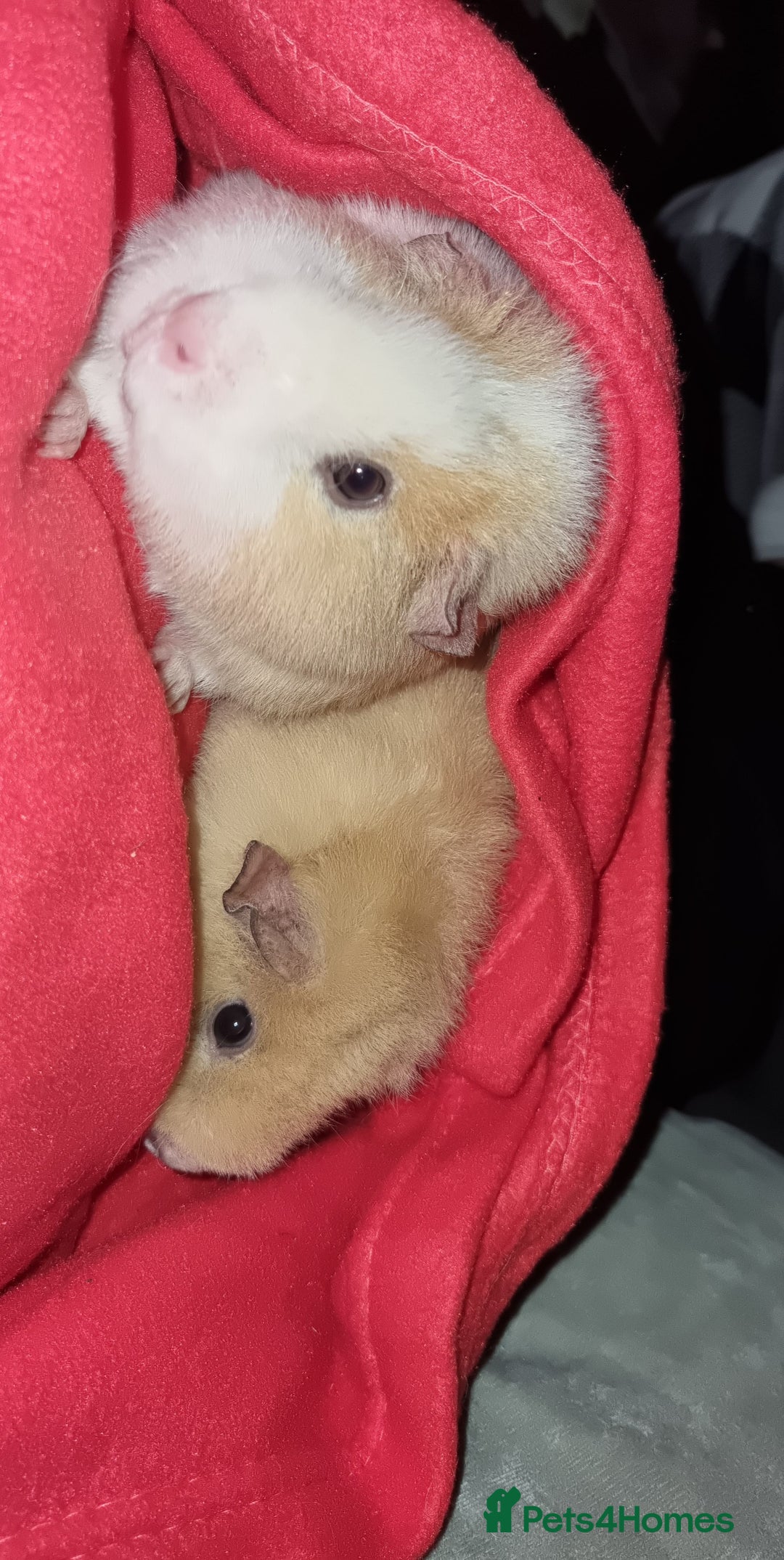 Guinea Pig rodents for sale: 2 Female Guinea Pigs - Image 2