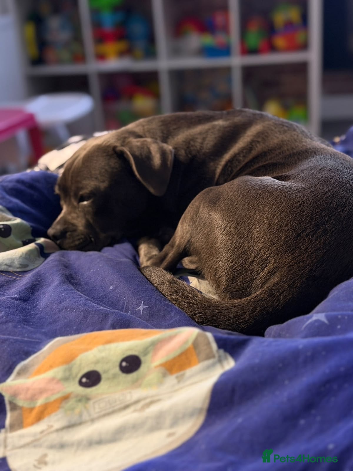 Staffordshire Bull Terrier dogs Blue/White 7 month old Staffordshire Bull Terrier - Advert 1