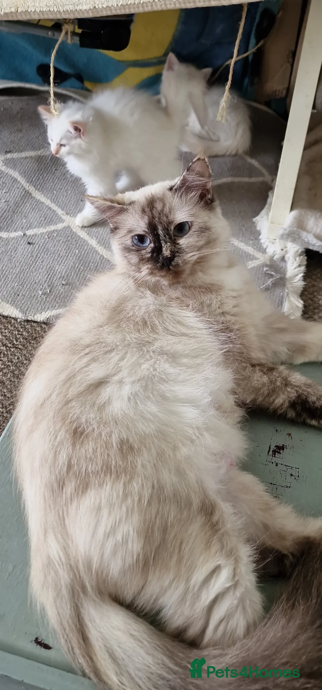Ragdoll cats for sale: Beautiful pure Ragdool ready for loving home  - Advert 20