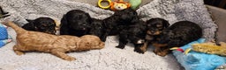 Cavapoo dogs for sale: Gorgeous F1b Cavapoo puppys Health tested parents  - Advert 14