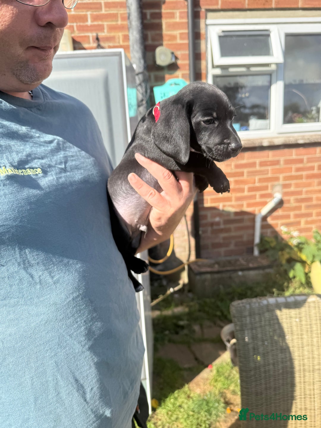 Mixed Breed dogs for sale: Dashound x beagle - Image 7