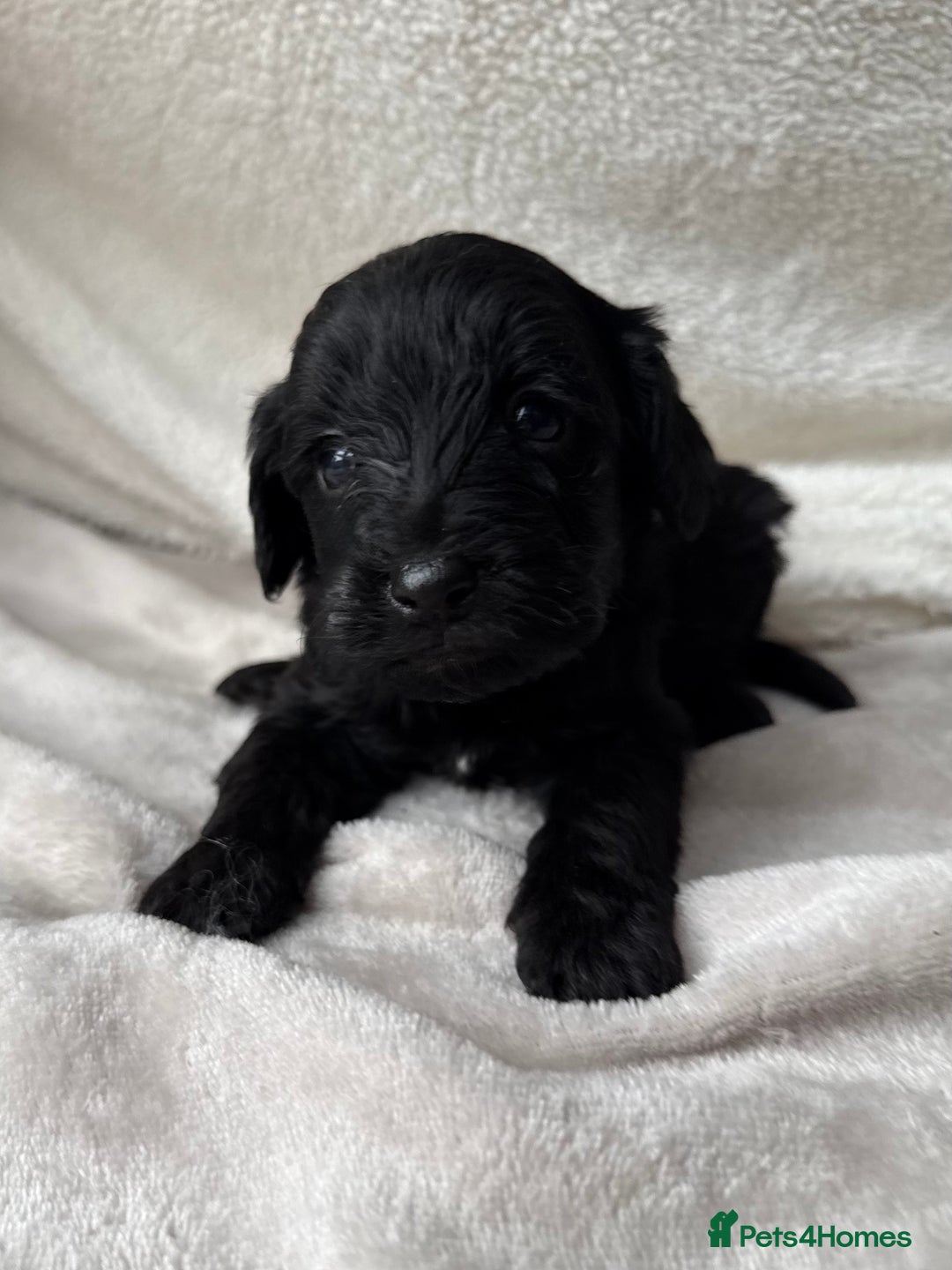 Cavapoo dogs for sale: Adorable Cavapoo Puppies - Advert 11