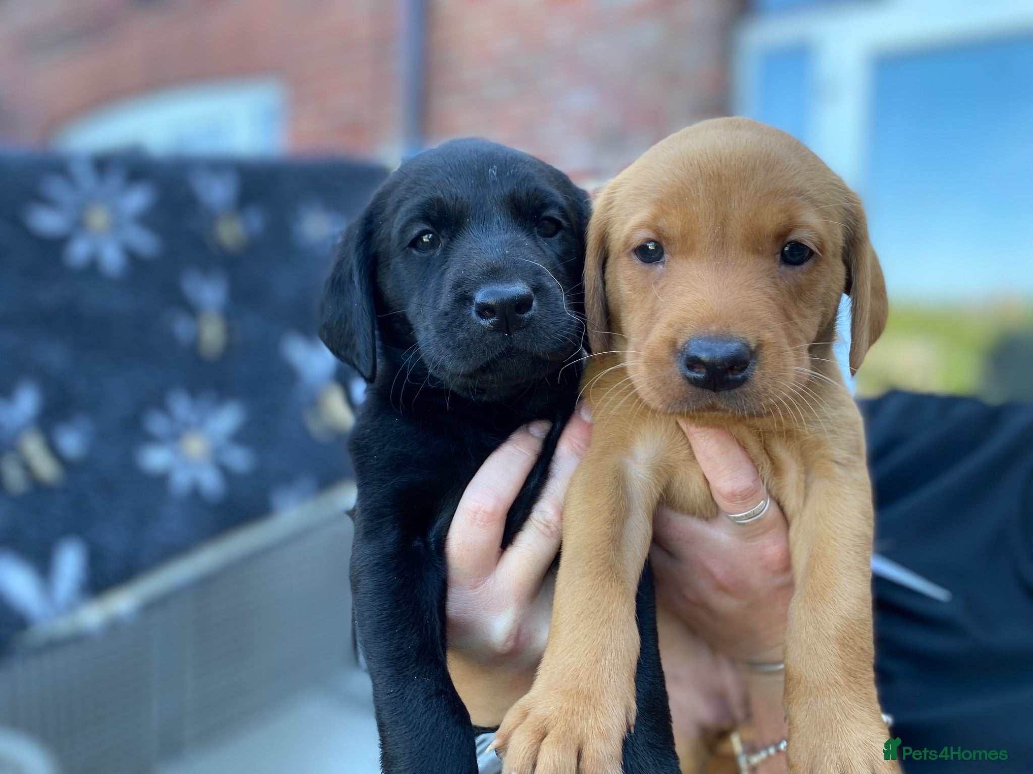 Labrador Retriever dogs Labrador Puppies  - Advert 1