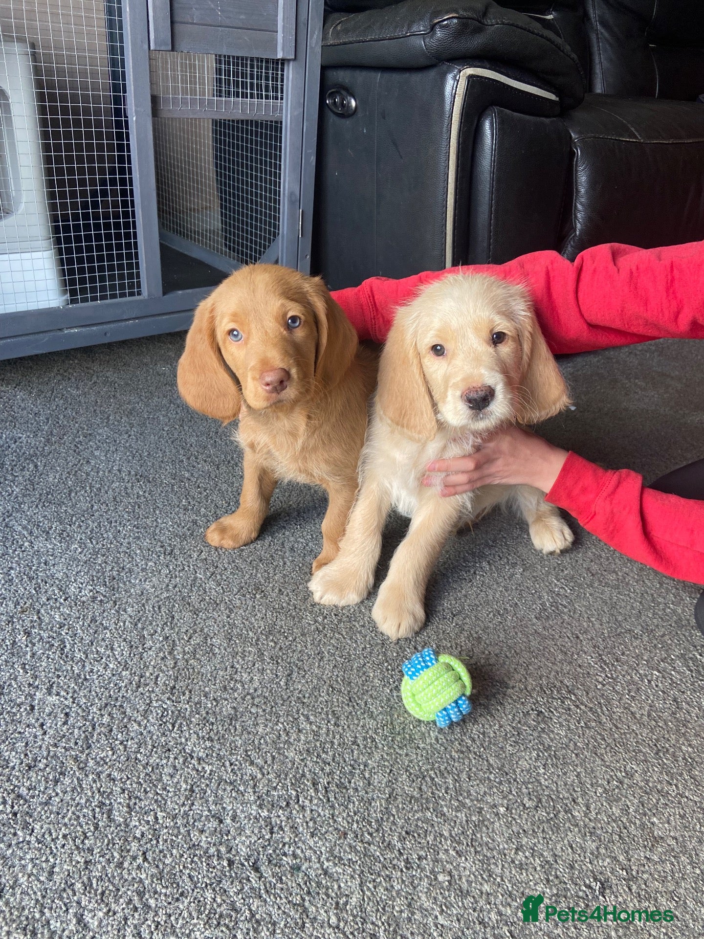 Labradoodle dogs Miniature labradoodle puppies  - Advert 1