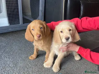 Labradoodle dogs Miniature labradoodle puppies - Advert 1
