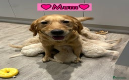 Goldendoodle dogs for sale: F1B Goldendoodles - Image 1