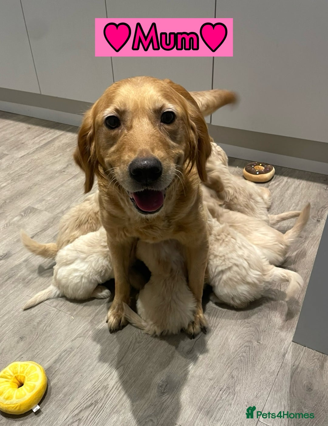 Goldendoodle dogs for sale: F1B Goldendoodles - Image 1