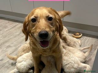 Goldendoodle dogs - Advert 1