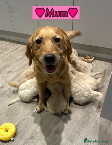 Goldendoodle dogs - Advert 1