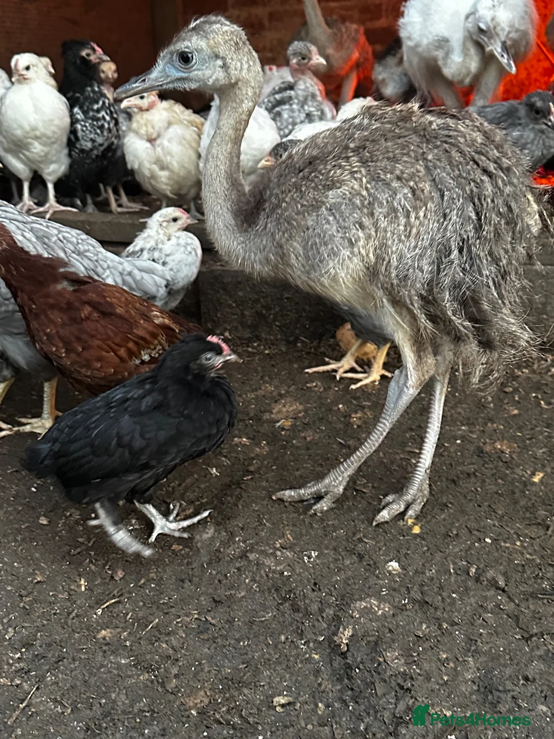 Emus poultry for sale: Rhea chicks  - Advert 2