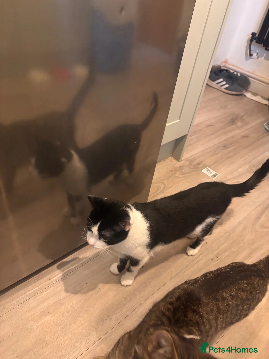 Mixed Breed cats for sale: Beautiful black white girl - Advert 4