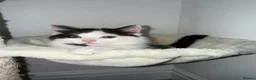 Mixed Breed cats for sale: Black and white long haired male kitten - Advert 1