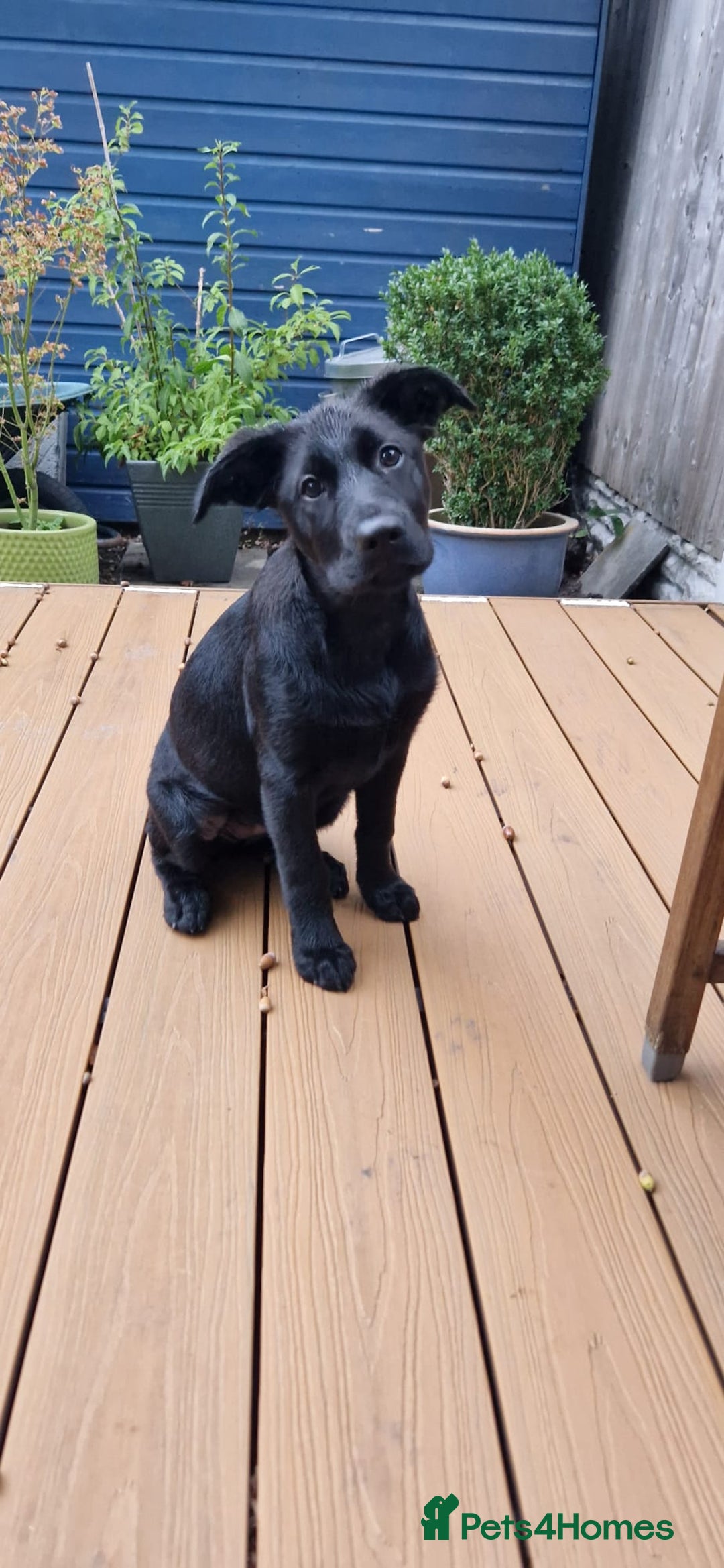 Mixed Breed dogs for sale: Tilly the Sheprador GSD/Lab cross - Image 8