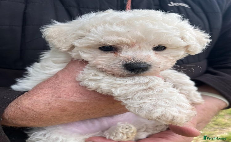 Bichon Frise dogs - Advert 1