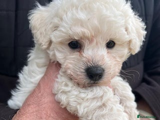 Bichon Frise dogs - Advert 1