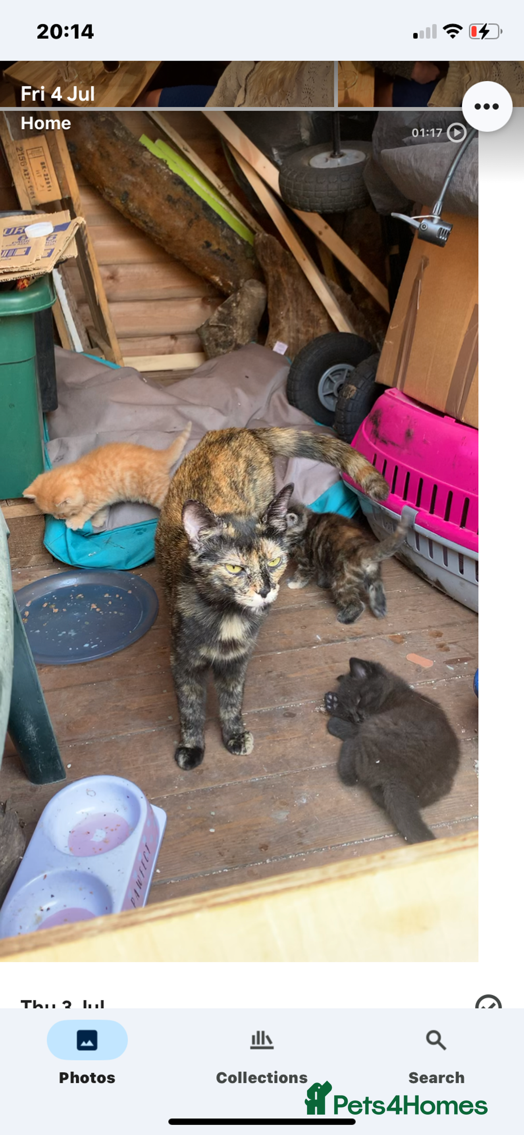 Mixed Breed cats for sale: 3 Fluffy kittens for sale 🥰 - Image 7
