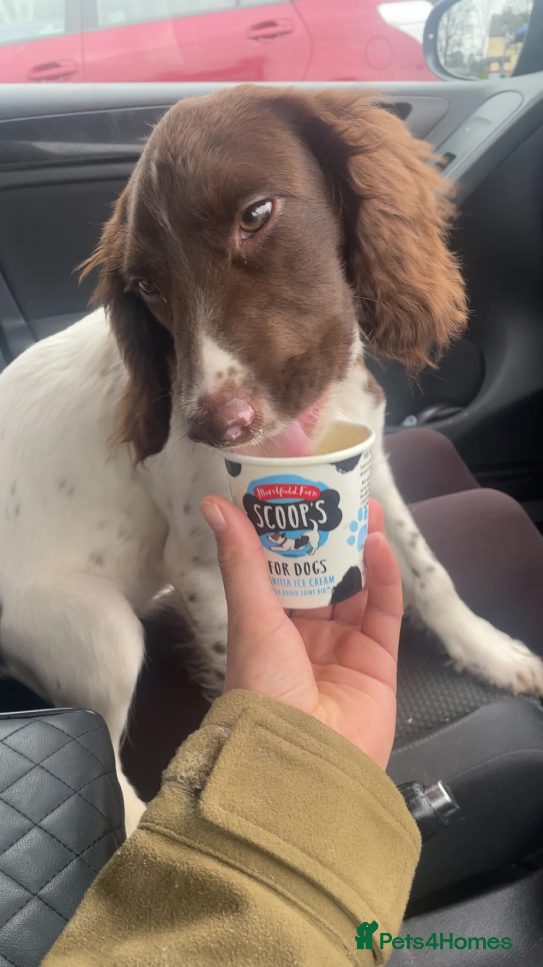 English Springer Spaniel dogs for sale: Rosie - Advert 2