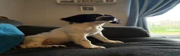 Mixed Breed dogs for sale: Loki! in Havant - Advert 6
