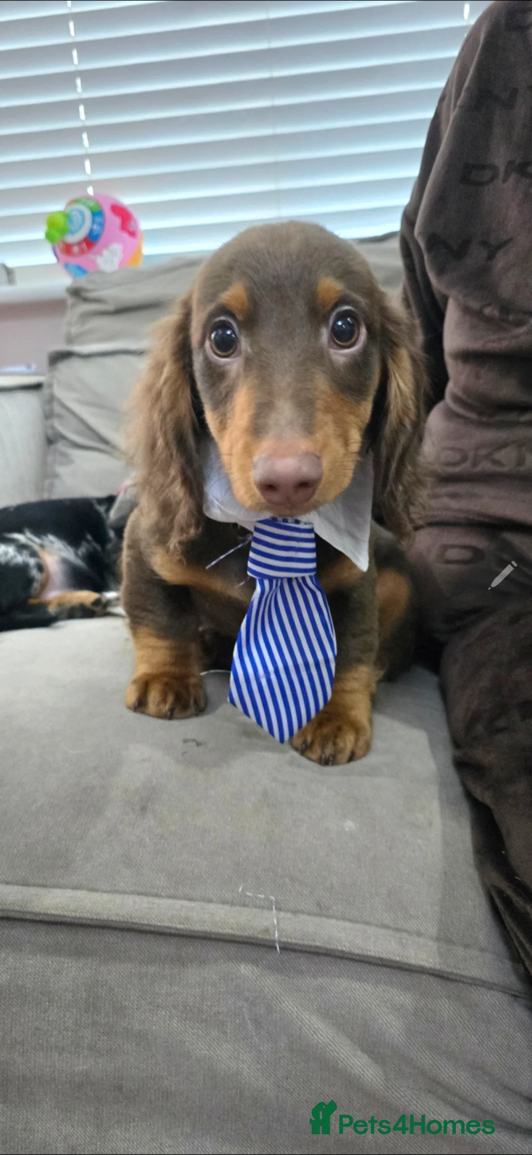 Miniature Dachshund dogs for sale: 💙💙Last 2 LONGHAIR BOY ❤️ 1 Girl SHORTHAIR - Advert 2