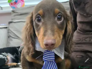 Miniature Dachshund dogs 💙💙Last 2 LONGHAIR BOY ❤️ 1 Girl SHORTHAIR - Advert 10