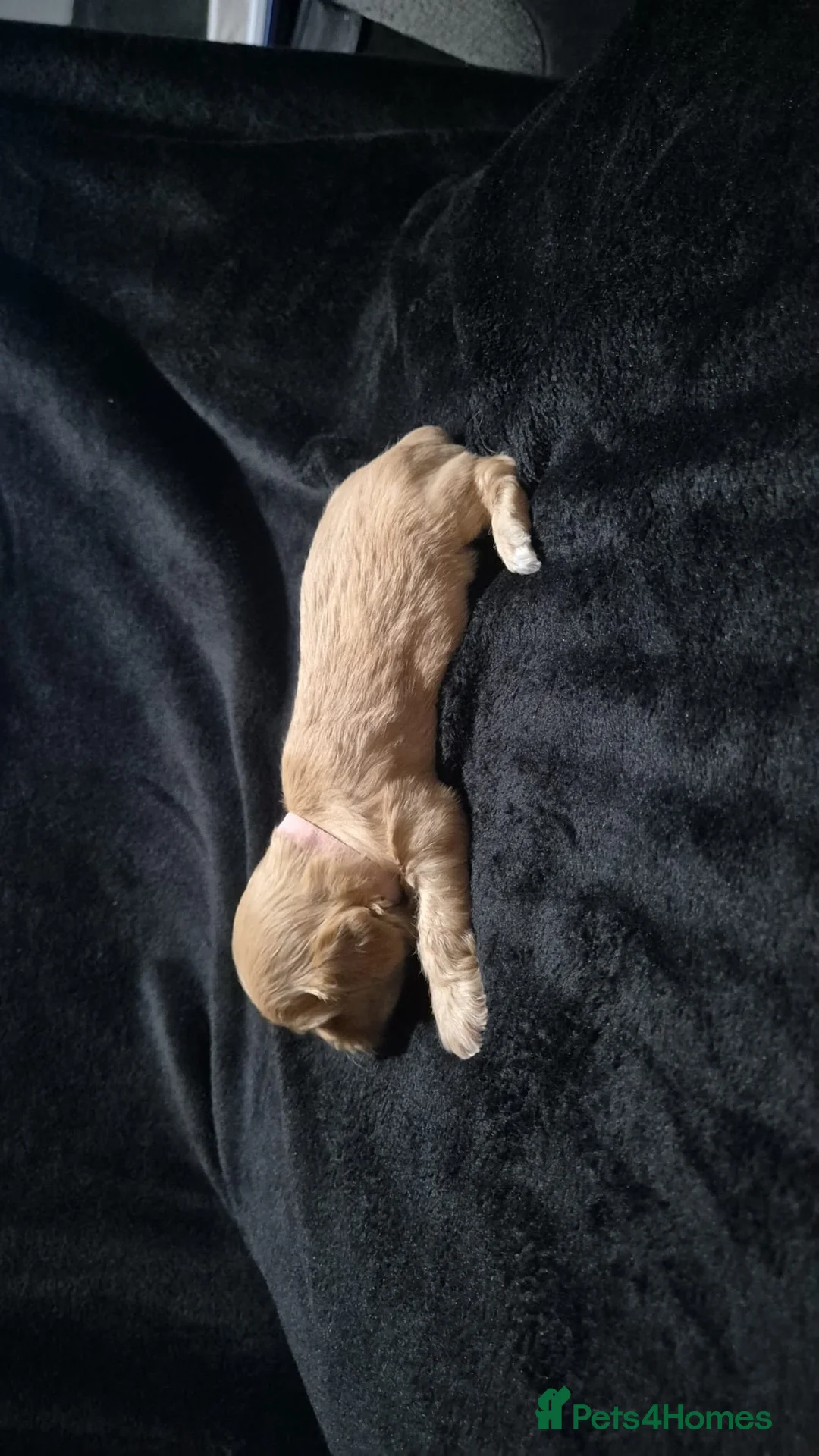 Mixed Breed dogs for sale: Cava tzu puppies - Advert 14