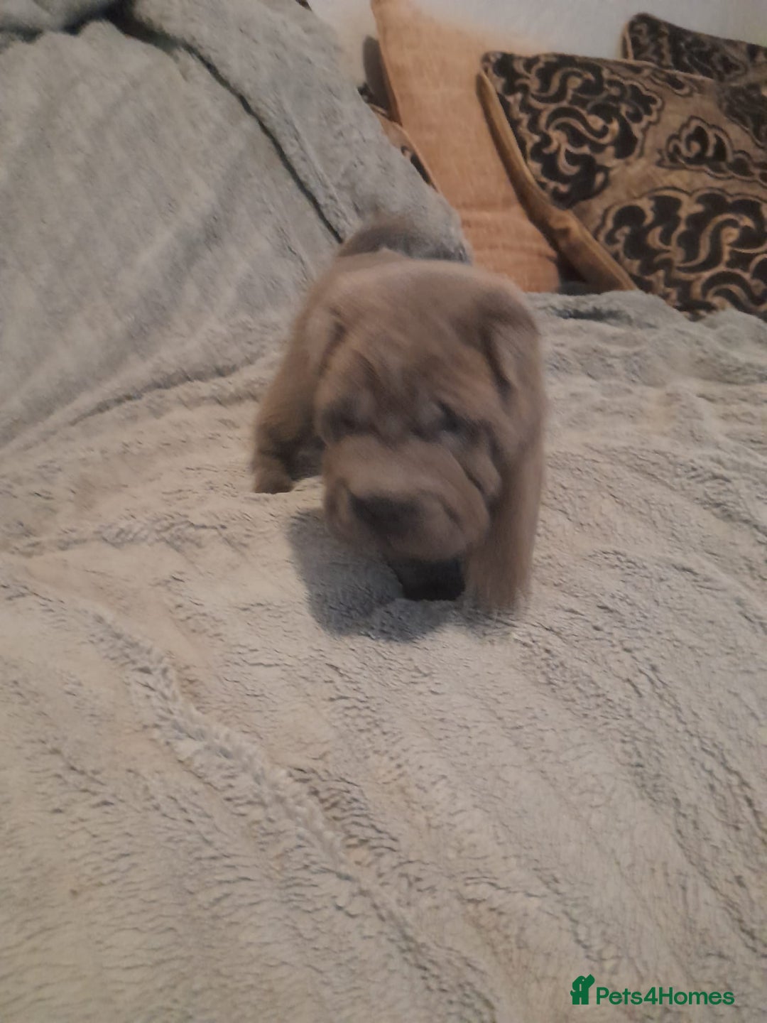 Shar Pei dogs for sale: Only 3 left beautiful pups ready to leave  - Advert 15