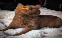 British Shorthair cats for stud: 💦CINNAMON BSH❣️GCCF & TICA active💙STUD 🩸Blood B - Image 4