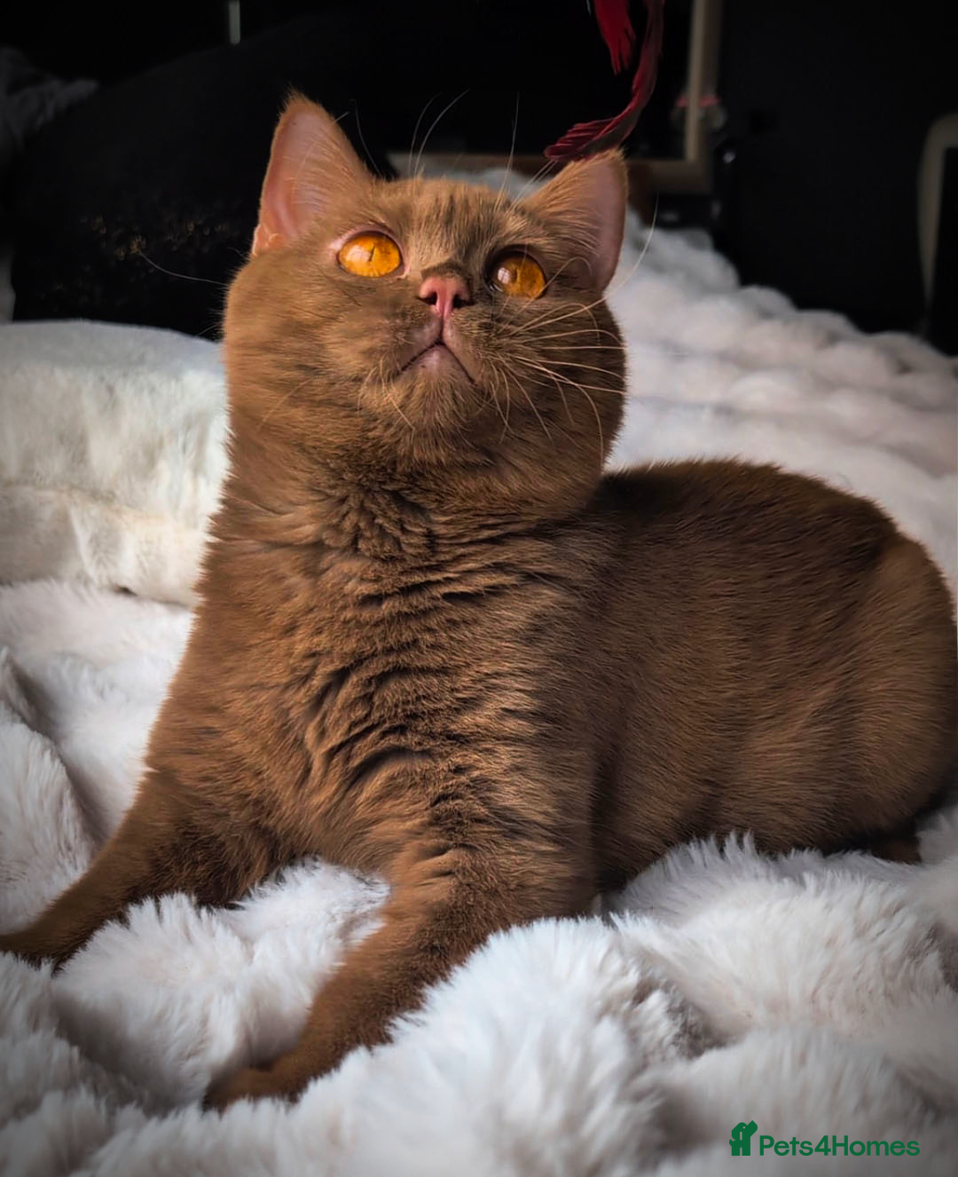 British Shorthair cats for stud: 💦CINNAMON BSH❣️GCCF & TICA active💙STUD 🩸Blood B - Image 4