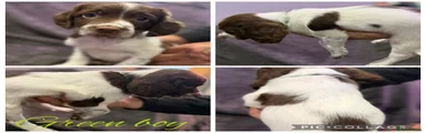 English Springer Spaniel 2