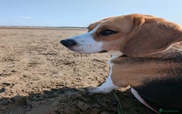 Beagle dogs for sale: Tricolour beagle  - Image 5